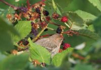 Makanan Burung Emprit yang Masih Bayi: Tips dan Informasi Penting untuk Merawat Bayi Burung Emprit