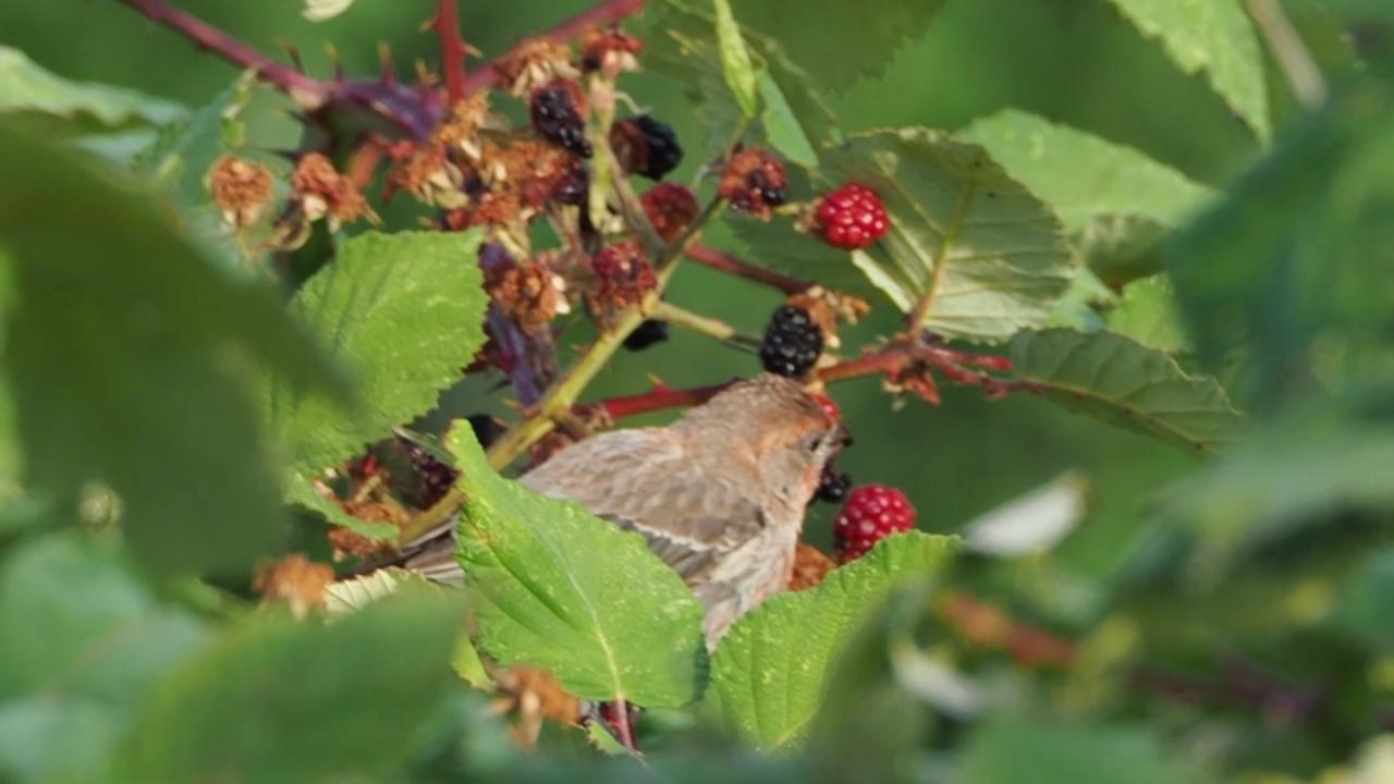 Makanan Burung Emprit yang Masih Bayi: Tips dan Informasi Penting untuk Merawat Bayi Burung Emprit