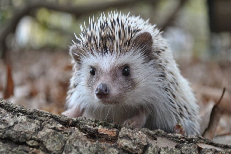 Habitat Landak Mini: Tempat Tinggal yang Ideal untuk Hewan Unik Ini