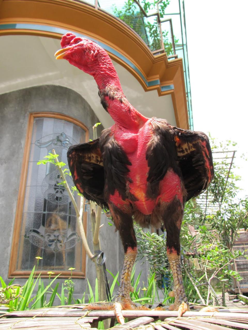 Ayam Saigon Import: Peluang Bisnis yang Menguntungkan