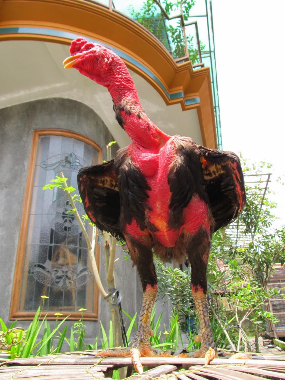 Asal Usul Ayam Saigon: Sejarah dan Fakta Menarik