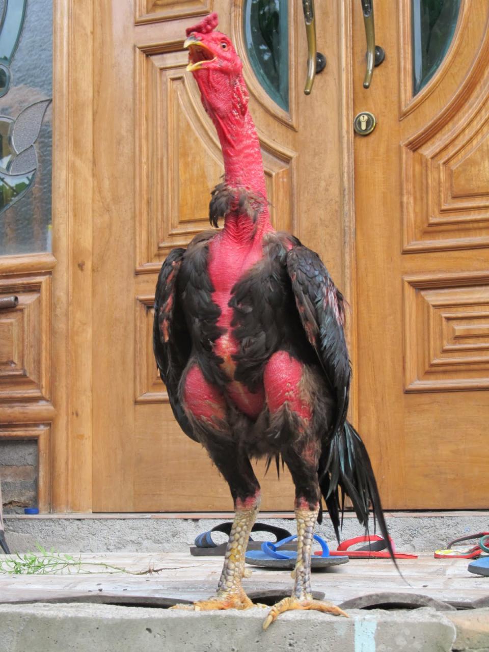 Peternak Ayam Saigon: Mengenal Lebih Dekat tentang Ayam dan Bisnis Peternakannya