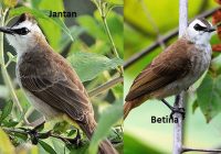 Ciri Trucukan Jantan Birahi: Mengidentifikasi dan Membahayakan