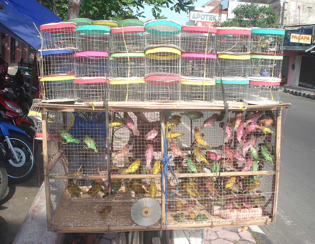 Mencari Penjual Burung Emprit Terdekat: Panduan Lengkap untuk Pecinta Burung