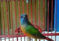 Burung Emprit Hijau: Kerajaan Kecil yang Mengagumkan