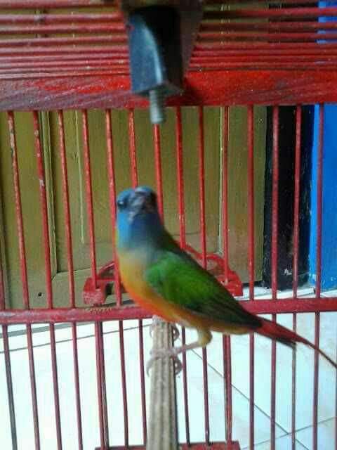 Burung Emprit Hijau: Kerajaan Kecil yang Mengagumkan