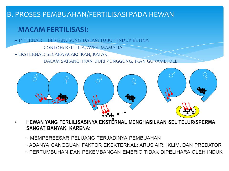Peristiwa yang Terjadi Selama Fertilisasi pada Hewan adalah Proses yang Kompleks dan Penuh Peristiwa