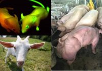 Hewan Hasil Rekayasa Genetika: Kemajuan Sains dan Kontroversi