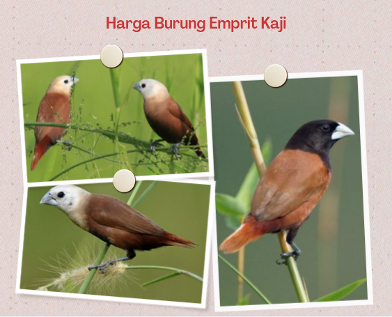 Harga Burung Emprit Kaji Gacor: Informasi Lengkap dan Update