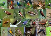 Ukuran Burung Emprit: Fakta dan Informasi Lengkap