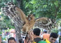 Jenis Burung Hantu Terbesar: Pembahasan dan Fakta Menarik