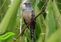 Burung Emprit Gantil: Pertanda Baik atau Buruk?