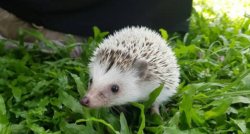 Kenapa Landak Mini Tidur Terus: Memahami Kebutuhan Tidur dan Kesehatan Landak Mini