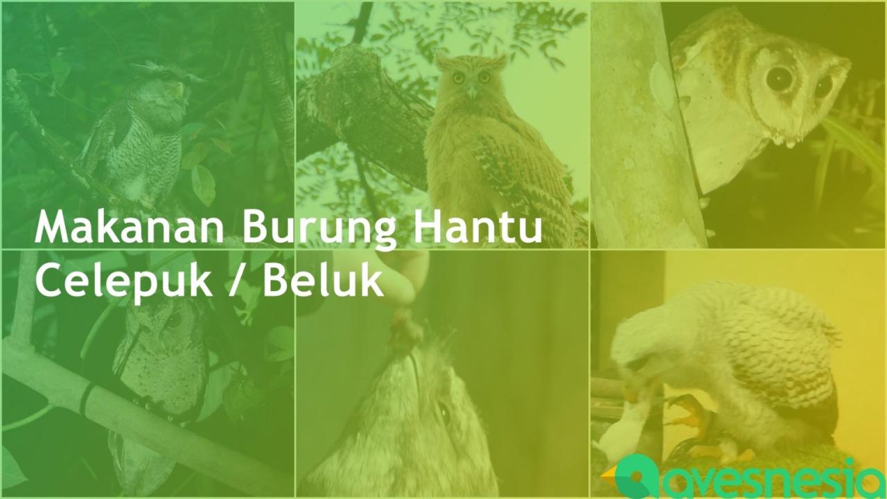 Makanan Burung Hantu Agar Cepat Besar: Panduan Lengkap