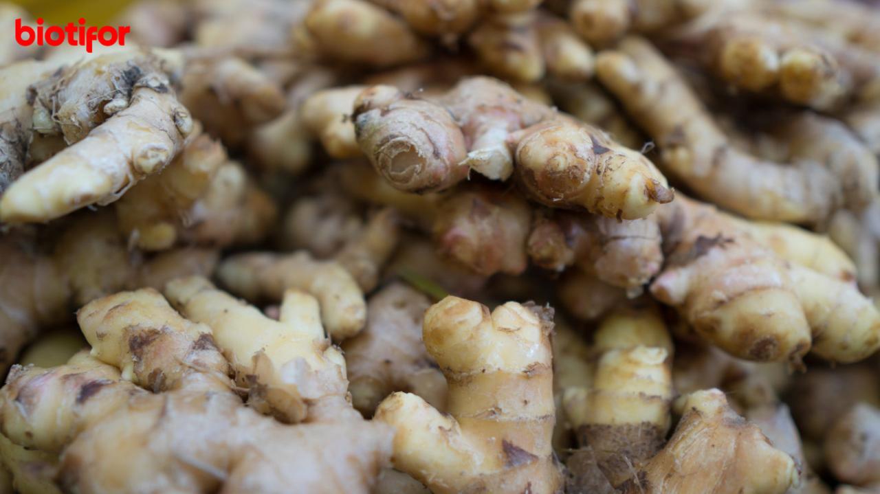 Manfaat Kencur untuk Merpati: Meningkatkan Kesehatan dan Kinerja