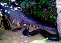 Hewan Aneh di Sungai Amazon: Menjelajahi Kekayaan Biodiversitas di Hati Amerika Selatan