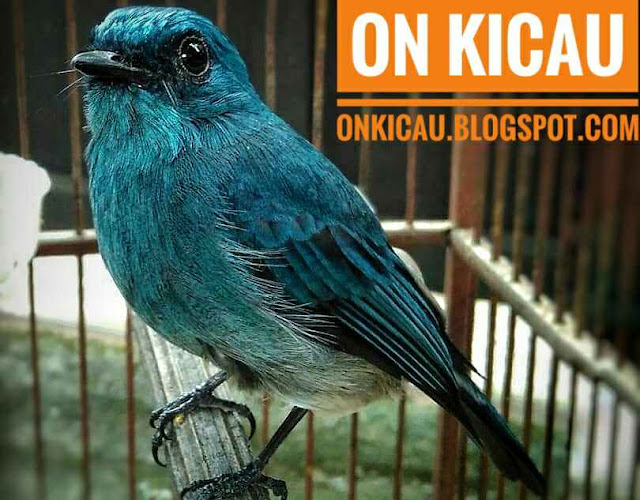 Burung Sikatan Ninon Gacor: Mengenal Lebih Dekat dan Tips Merawatnya