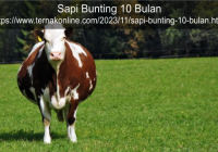 Sapi Bunting 10 Bulan: Persiapan dan Perawatan yang Tepat
