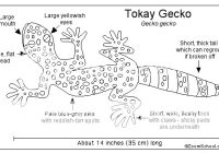 Apakah Tokek Memiliki Tulang Belakang?