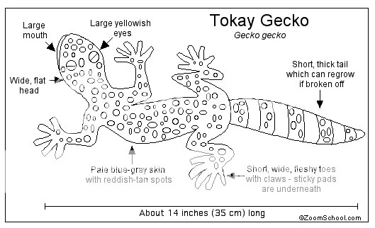 Apakah Tokek Memiliki Tulang Belakang?
