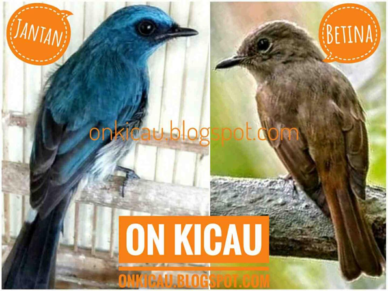 Perbedaan Jantan dan Betina Burung Sikatan Ninon: Mengenal Karakteristik dan Sifat