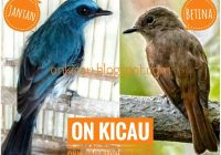 Sikatan Ninon Jantan dan Betina: Perbedaan dan Karakteristik