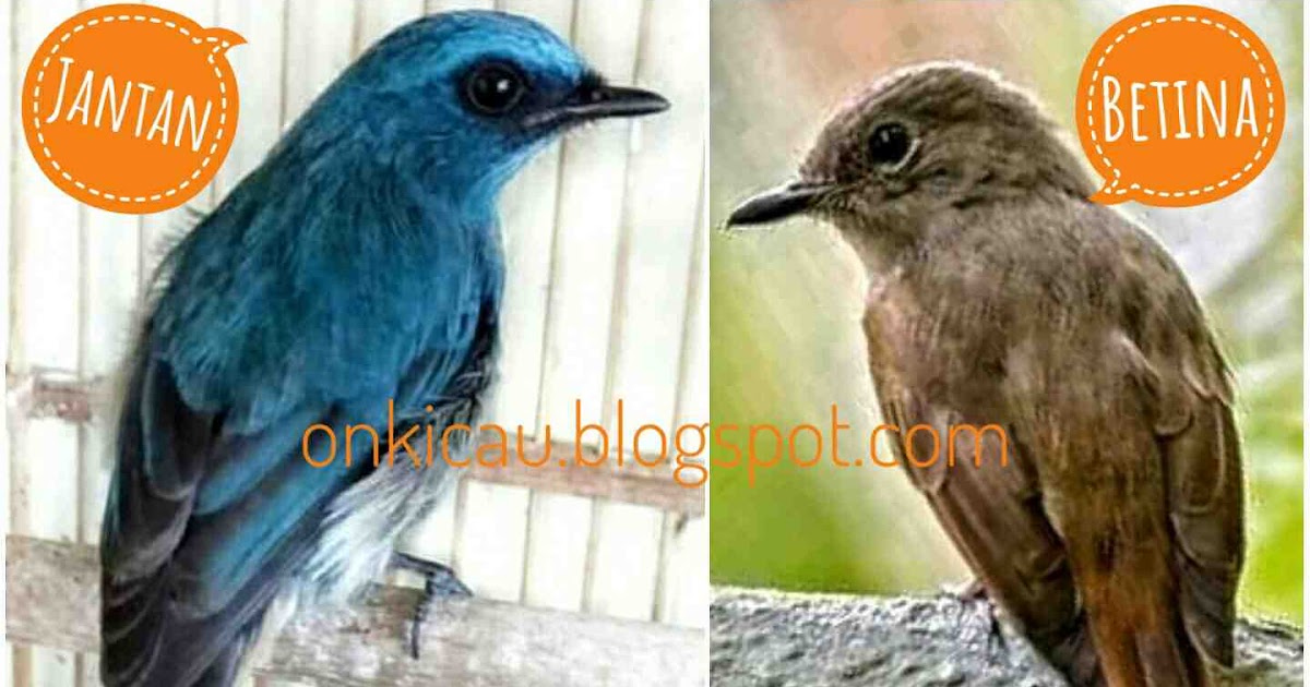 Mengenal Burung Sikatan Ninon Jantan dan Betina