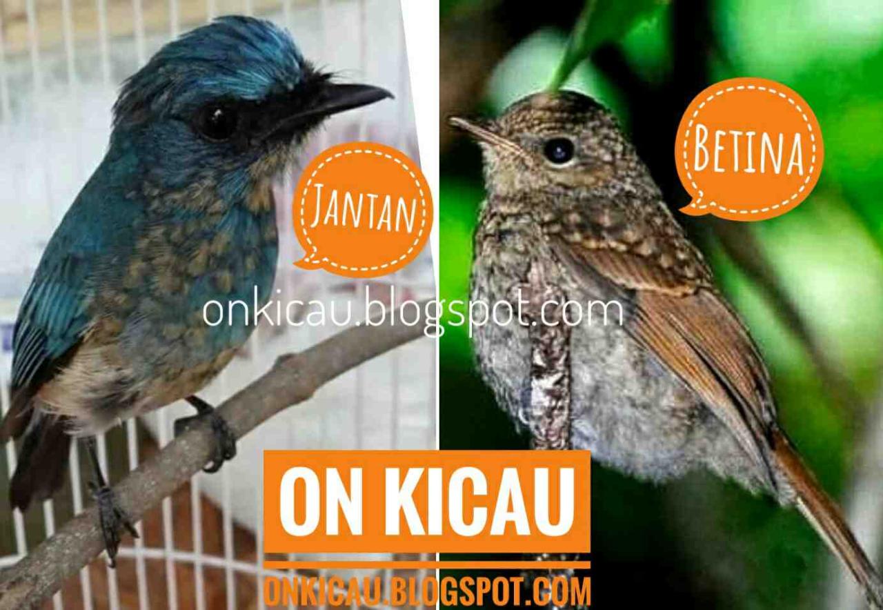 Berikut adalah artikel tentang perbedaan sikatan ninon jantan dan betina: