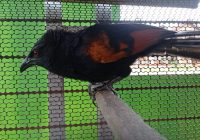 Berikut adalah artikel tentang makanan burung bubut jawa yang unik dan berbeda dari lainnya: