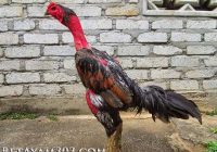 Keistimewaan Ayam Saigon: Mengenal Lebih Dalam tentang Ayam Pedaging Unggul dari Vietnam