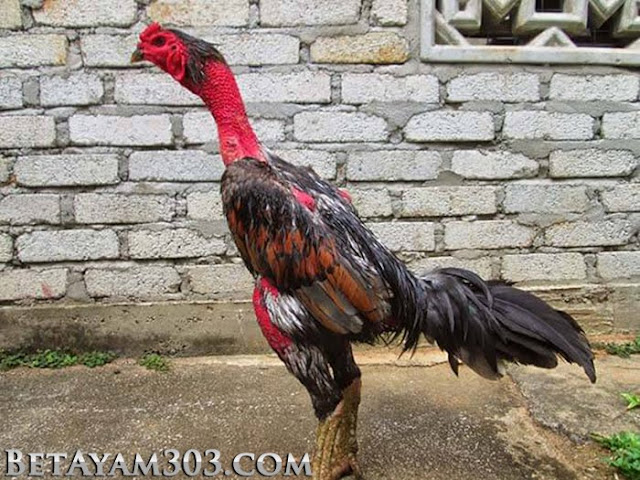 Mengenal Ayam Saigon, Jenis Unggas yang Populer di Vietnam