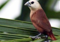 Emprit Kaji Muda: Tanaman Obat Tradisional dengan Manfaat Luas