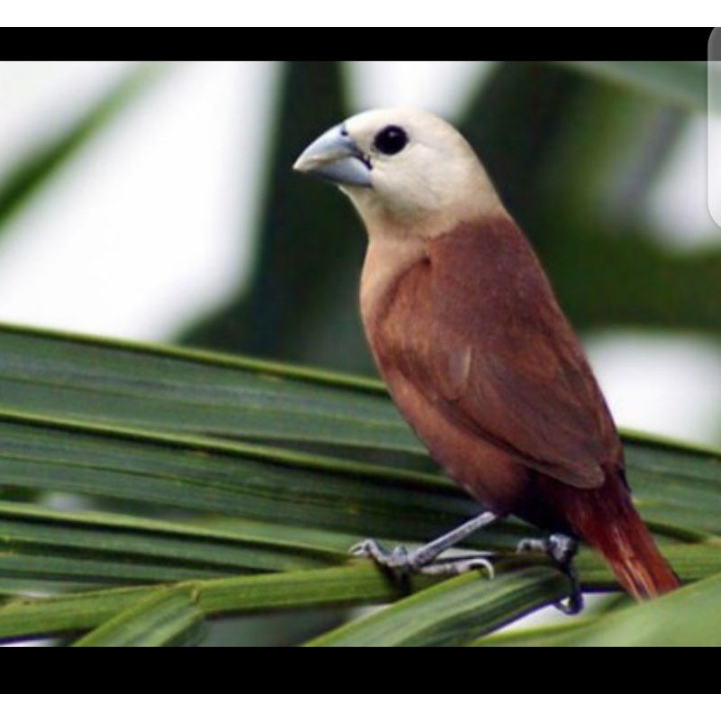 Emprit Kaji Muda: Tanaman Obat Tradisional dengan Manfaat Luas