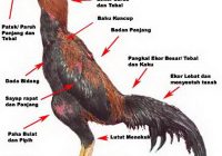 Ayam Bangkok vs Ayam Saigon: Perbandingan Karakteristik dan Kualitas