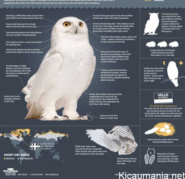 Ciri-Ciri Burung Hantu yang Sehat: Panduan Lengkap