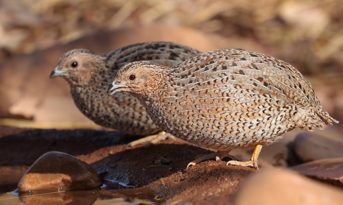 Artikel: Apa yang Kamu Ketahui tentang Burung Puyuh?