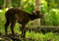 Anoa Berkembang Biak dengan Cara: Proses Reproduksi yang Unik