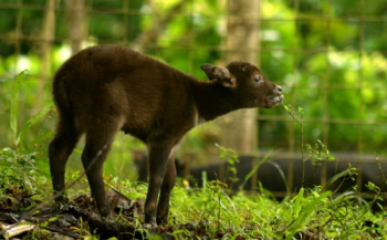 Anoa Berkembang Biak dengan Cara: Proses Reproduksi yang Unik
