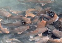 Ikan Lele Berkembang Biak dengan Cara: Panduan Lengkap