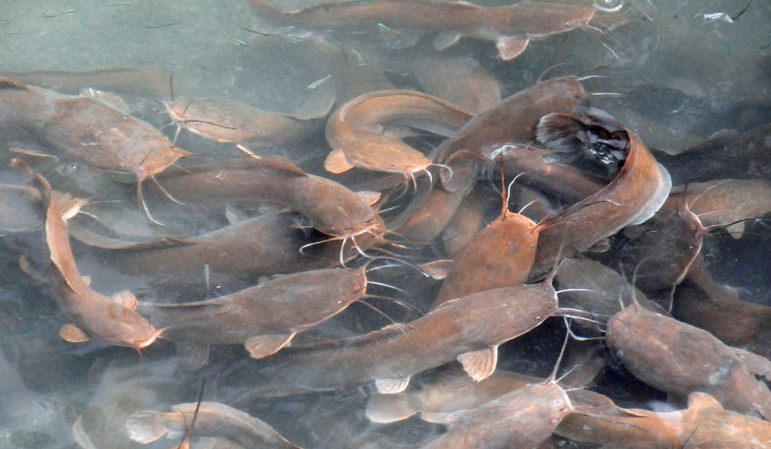 Ikan Lele Berkembang Biak dengan Cara: Panduan Lengkap