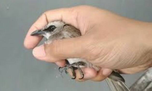 Cara Menjinakan Trucukan: Panduan Langkah demi Langkah