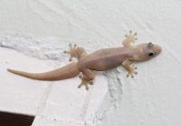 Apakah Cicak Memiliki Bulu? - Fakta Menarik Tentang Cicak