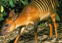 Emprit Zebra: Serangga Unik yang Terancam Punah