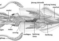 Apakah Cumi-Cumi memiliki Tulang Belakang?