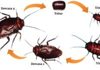 Kecoa Berkembang Biak dengan Cara: Proses Biologis dan Metode Pengembangbiakannya