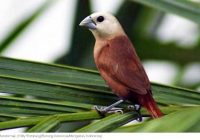 Burung Emprit Hias: Segala Hal tentang Burung Kecil yang Menggemaskan