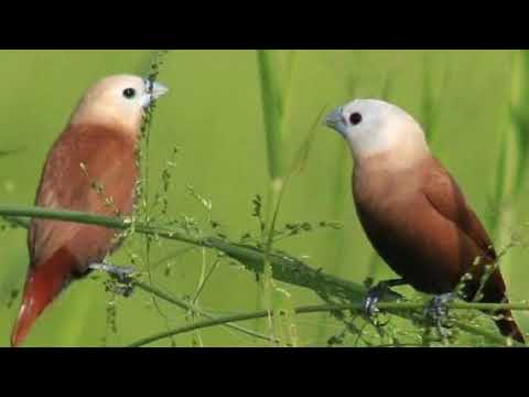 Burung Emprit Warna Putih: Keindahan dan Fakta Menarik