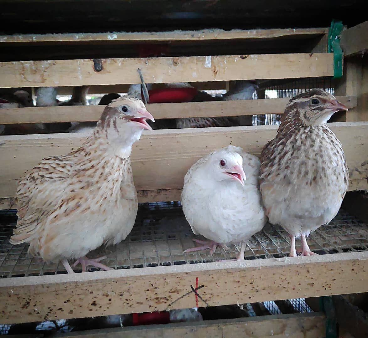 Ciri-Ciri Burung Puyuh Petelur yang Perlu Anda Ketahui