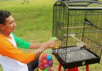 Mengatasi Kacer yang Turun ke Dasar Sangkar: Tips dan Strategi terbaik