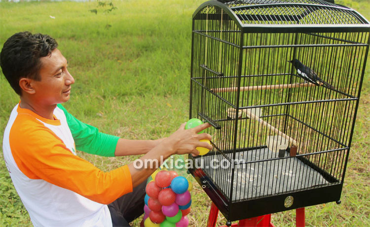 Mengatasi Kacer yang Turun ke Dasar Sangkar: Tips dan Strategi terbaik